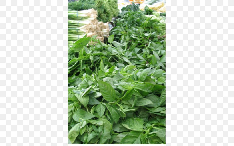 Herb Gardens Medicinal Plants Parsley, PNG, 512x512px, Herb, Basil, Chives, Eating, Food Download Free