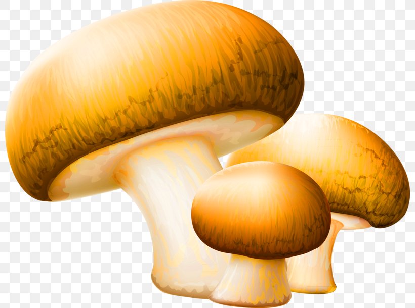 Mushroom Clip Art, PNG, 800x610px, Mushroom, Agaricaceae, Agaricomycetes, Agaricus, Champignon Mushroom Download Free