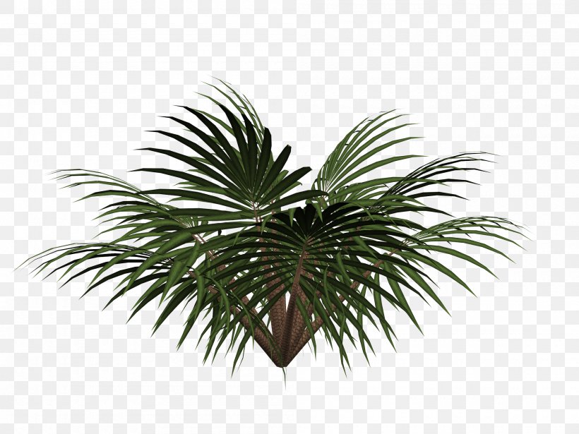 Sago Palm Cycad Tree, PNG, 2000x1500px, Sago Palm, Arecales, Cycad, Date Palm, Elaeis Download Free