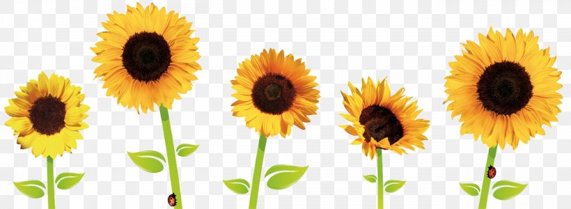 Common Sunflower Clip Art, PNG, 1312x480px, Common Sunflower, Daisy Family, Flower, Flowering Plant, Image Resolution Download Free