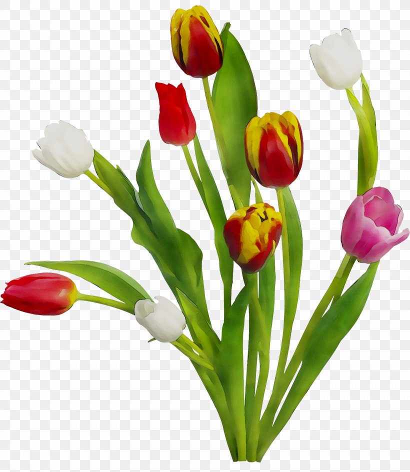 Flower Tulip Uday Park Floral Design Facebook, PNG, 1722x1984px, Flower, Artificial Flower, Author, Botany, Bud Download Free