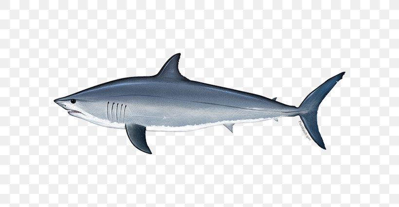 Great White Shark Background, PNG, 640x427px, Great White Shark, Bull Shark, Carcharhiniformes, Cartilaginous Fish, Cretoxyrhina Download Free
