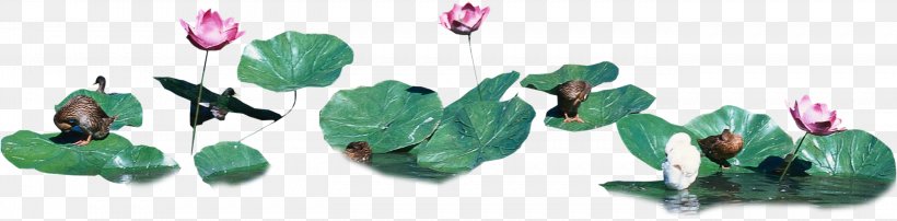 Leaf Nelumbo Nucifera Download, PNG, 2747x680px, Leaf, Animal Figure, Body Jewelry, Coreldraw, Designer Download Free