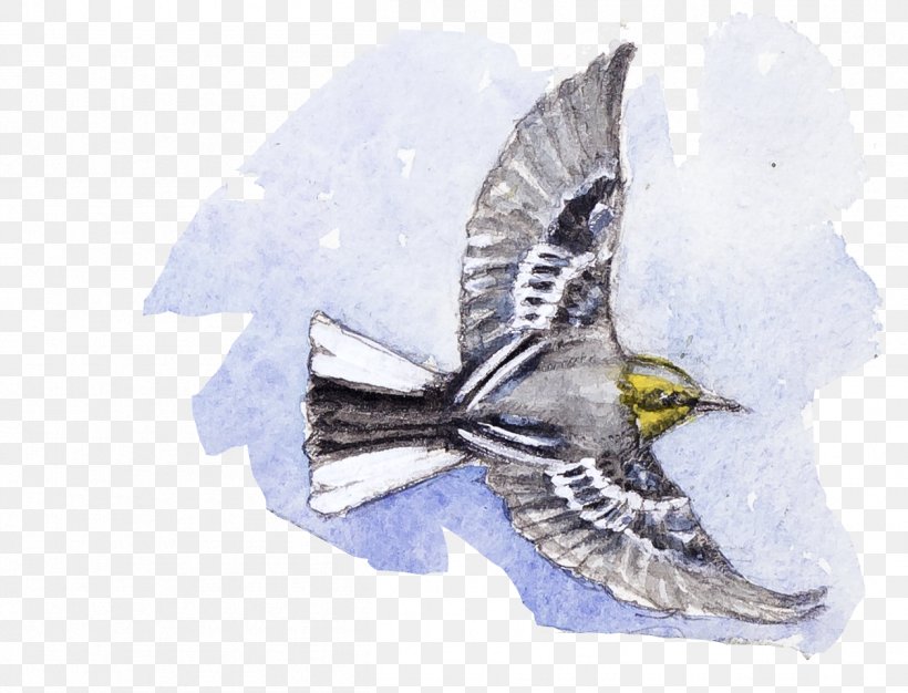 Bird Perching Bird Sharp Shinned Hawk Falconiformes Wing, PNG, 1257x961px, Bird, Falconiformes, Perching Bird, Sharp Shinned Hawk, Wing Download Free