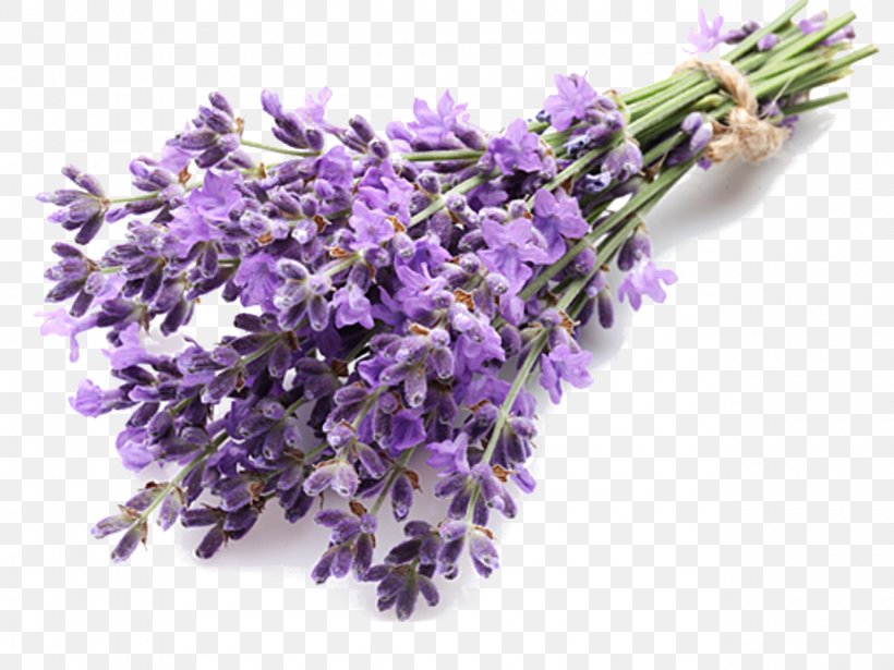 English Lavender Extract Lavender Oil Essential Oil, PNG, 1280x960px, English Lavender, Calendula Officinalis, Essential Oil, Eucalyptus Oil, Extract Download Free