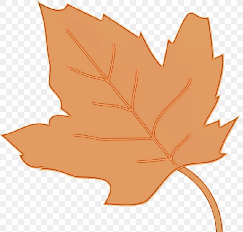 Autumn Leaves Drawing, PNG, 1024x981px, Autumn, Autumn Leaf Color, Black Maple, Deciduous, Drawing Download Free