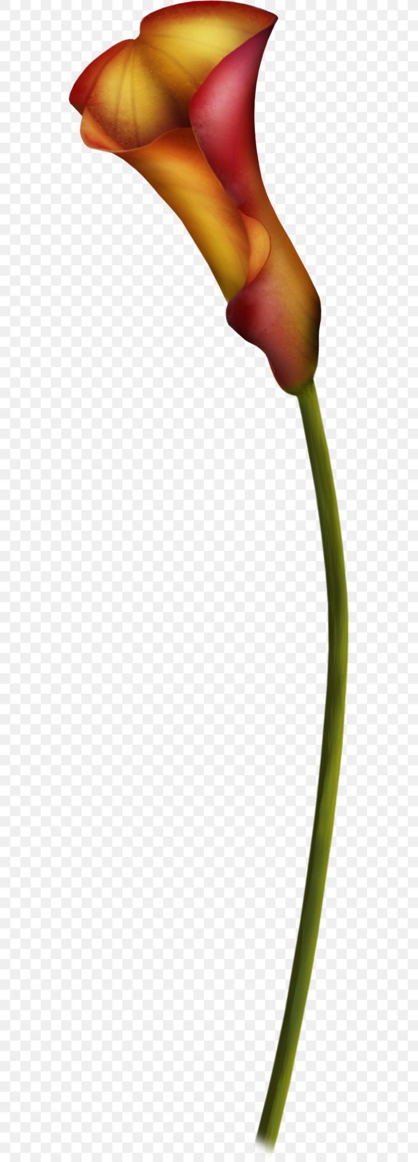 Bud Plant Stem Close-up, PNG, 551x2278px, Bud, Arum, Beak, Close Up, Closeup Download Free