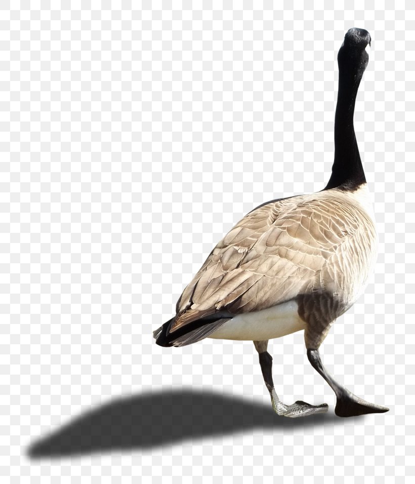 Canada Goose Canada Goose Duck, PNG, 800x956px, Canada, Beak, Bird, Canada Goose, Duck Download Free