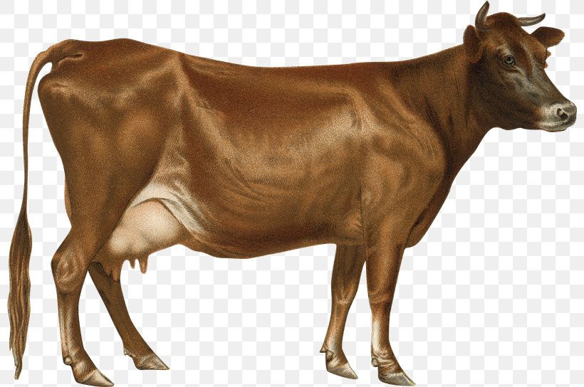 jersey cattle bull