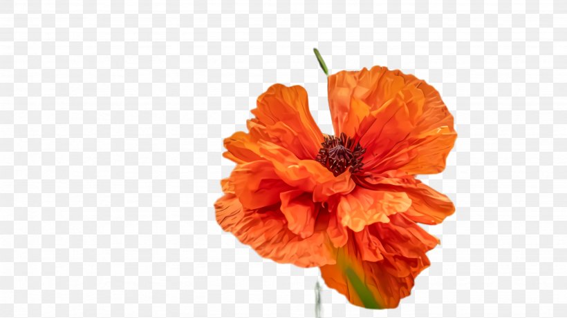 Orange, PNG, 2668x1500px, Flower, Corn Poppy, Cut Flowers, Flowering Plant, Orange Download Free