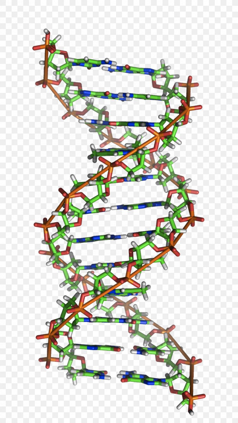 Z-DNA A-DNA Nucleic Acid Double Helix RNA, PNG, 892x1585px, Zdna, Adenine, Adn B, Adna, Area Download Free