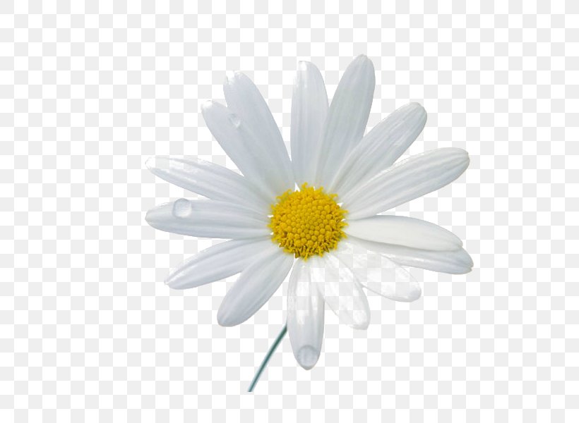 Chamomile Flower Clip Art, PNG, 800x600px, Chamomile, Chamaemelum Nobile, Chrysanths, Common Daisy, Cut Flowers Download Free