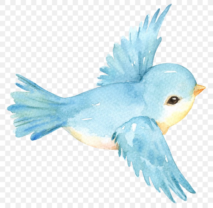 Bird Drawing Image Watercolor Painting, PNG, 800x800px, Bird, Animal, Beak, Blue, Cartoon Download Free