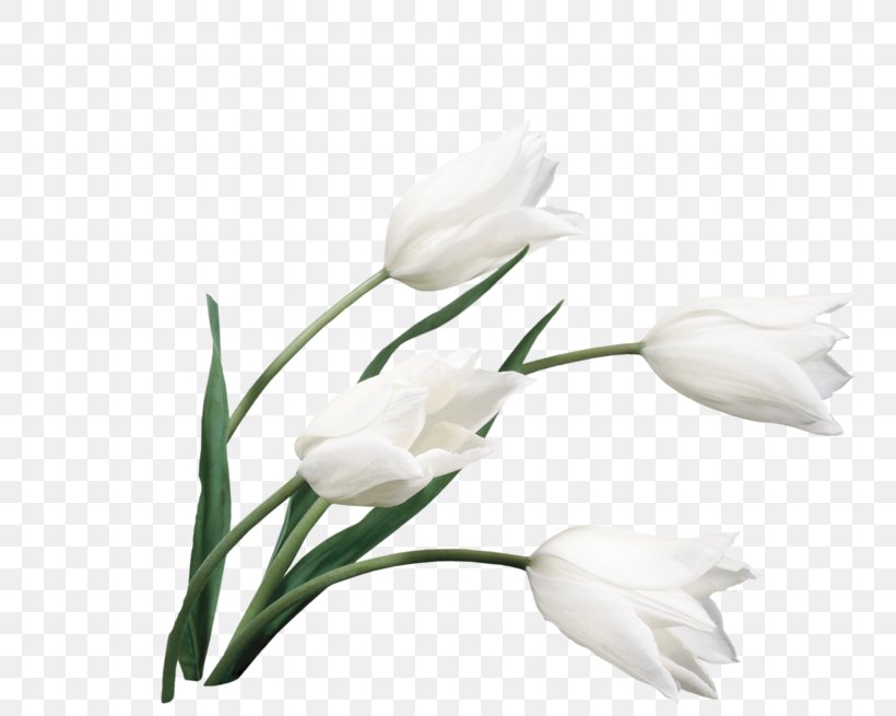 Desktop Wallpaper Flower Bouquet Tulip White, PNG, 800x655px, Flower Bouquet, Branch, Bud, Cut Flowers, Floral Design Download Free