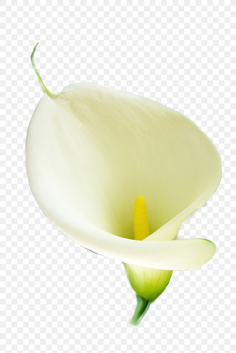 Flower Arum-lily Lilium Arum Lilies, PNG, 1067x1600px, Flower, Alismatales, Arum, Arum Lilies, Arumlily Download Free