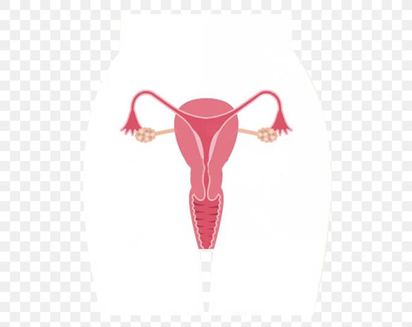 Ovary Female Reproductive System Royalty-free Uterus, PNG, 550x650px, Watercolor, Cartoon, Flower, Frame, Heart Download Free