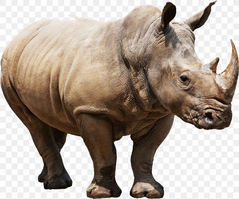 Rhinoceros Clip Art, PNG, 1271x1058px, Rhinoceros, Animal, Black Rhinoceros, Fauna, Horn Download Free