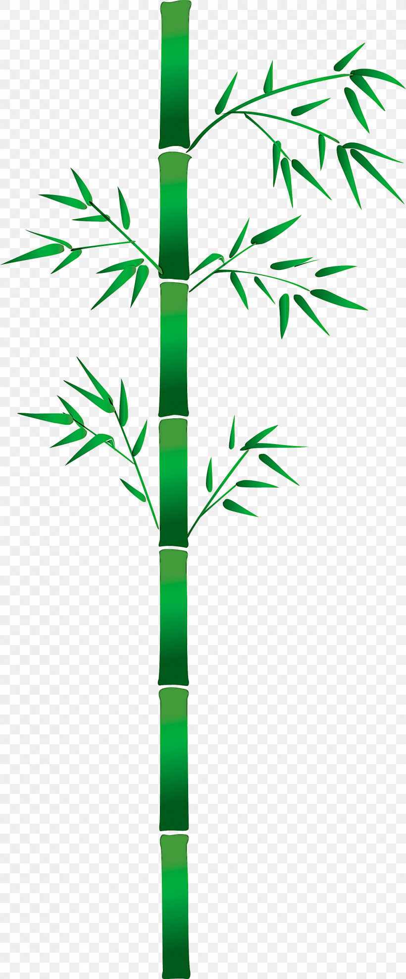 Bamboo Leaf, PNG, 1703x4098px, Bamboo, Green, Leaf, Line, Plant Download Free