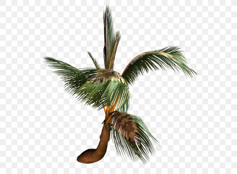 Coconut Arecaceae Tree Painting, PNG, 581x600px, Coconut, Arecaceae, Arecales, Feather, Leaf Download Free