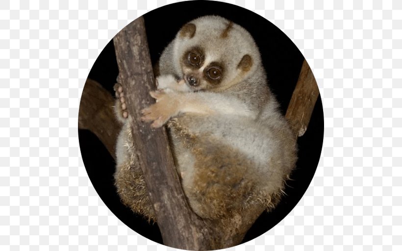 Pygmy Slow Loris Fur Snout Terrestrial Animal, PNG, 512x512px, Pygmy Slow Loris, Animal, Fur, Loris, Mammal Download Free