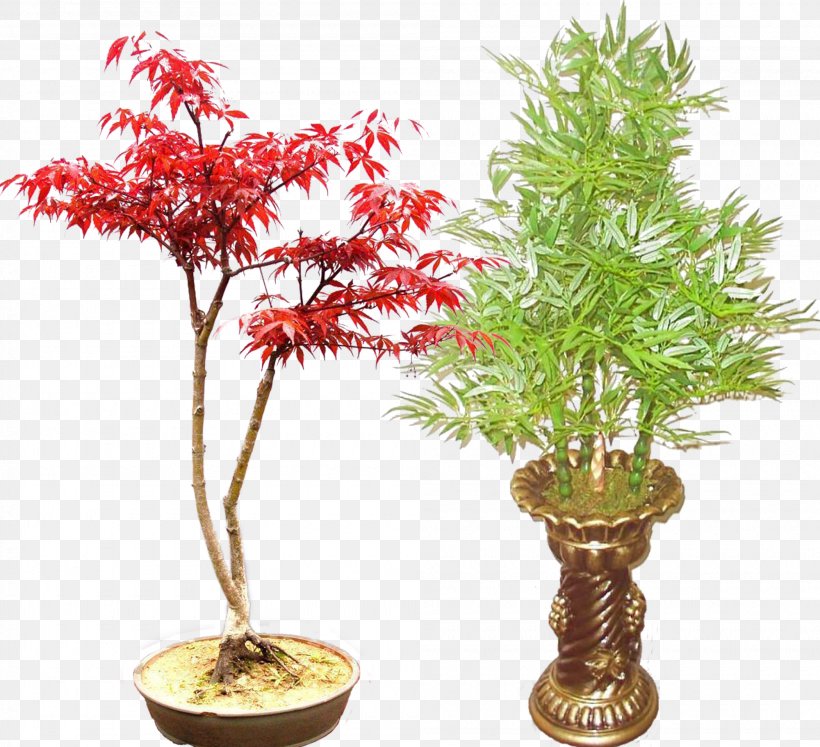 Red Maple Bonsai Bambusa Ventricosa Bamboo Plant, PNG, 2000x1824px, Red Maple, Bamboo, Bambusa, Bambusa Ventricosa, Bonsai Download Free