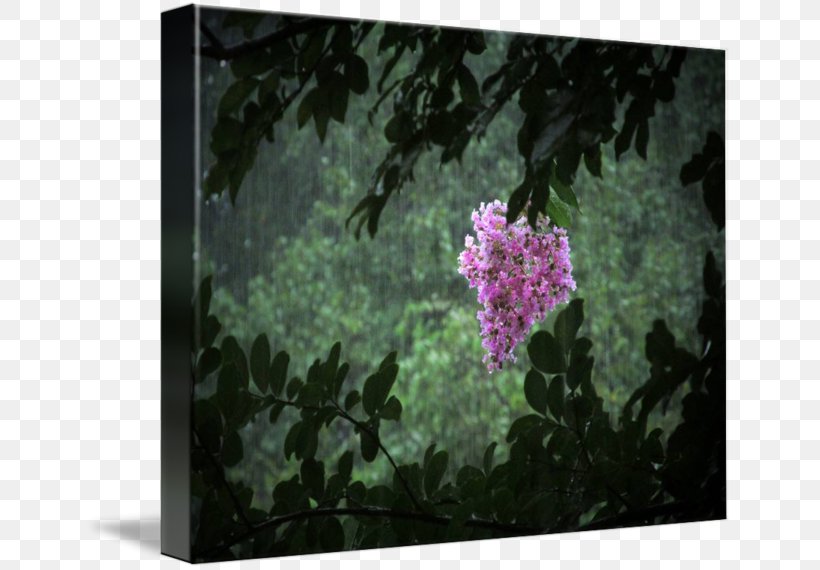 Shrub Common Lilac Petal, PNG, 650x570px, Shrub, Branch, Common Lilac, Flora, Flower Download Free