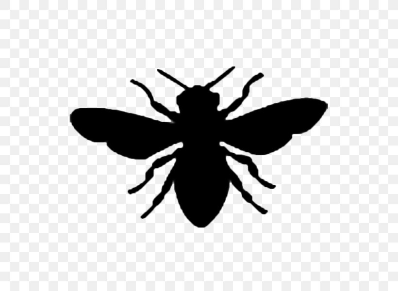 Soho Garden DXB Honey Bee Beekeeping European Dark Bee, PNG, 600x600px, Bee, Arthropod, Beekeeper, Beekeeping, Black And White Download Free