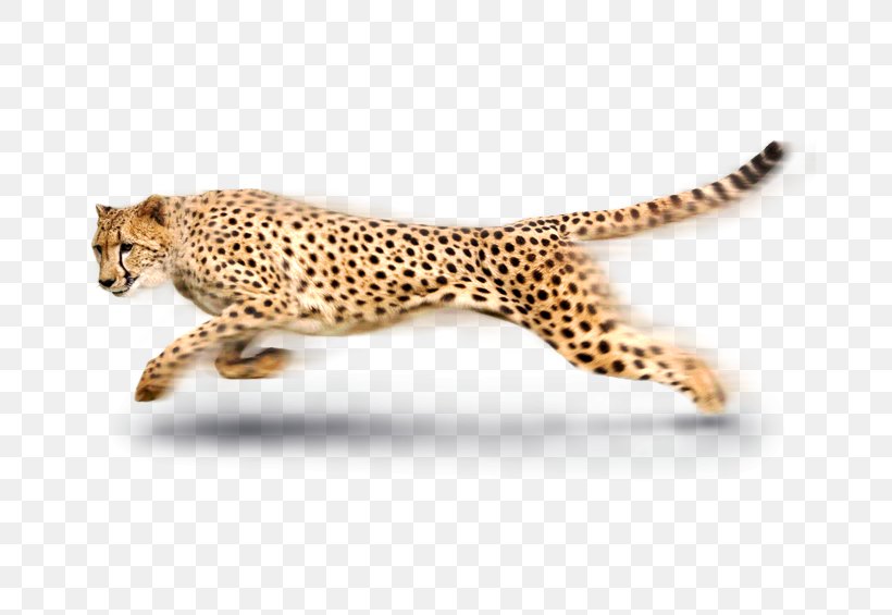 South African Cheetah Leopard Tiger, PNG, 809x565px, Africa, Acinonyx, Big Cats, Broadband, Carnivoran Download Free