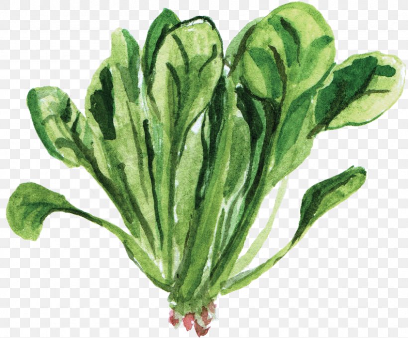 Spinach Vegetarian Cuisine Leaf Vegetable Food, PNG, 846x703px, Spinach, Chard, Choy Sum, Collard Greens, Cruciferous Vegetables Download Free
