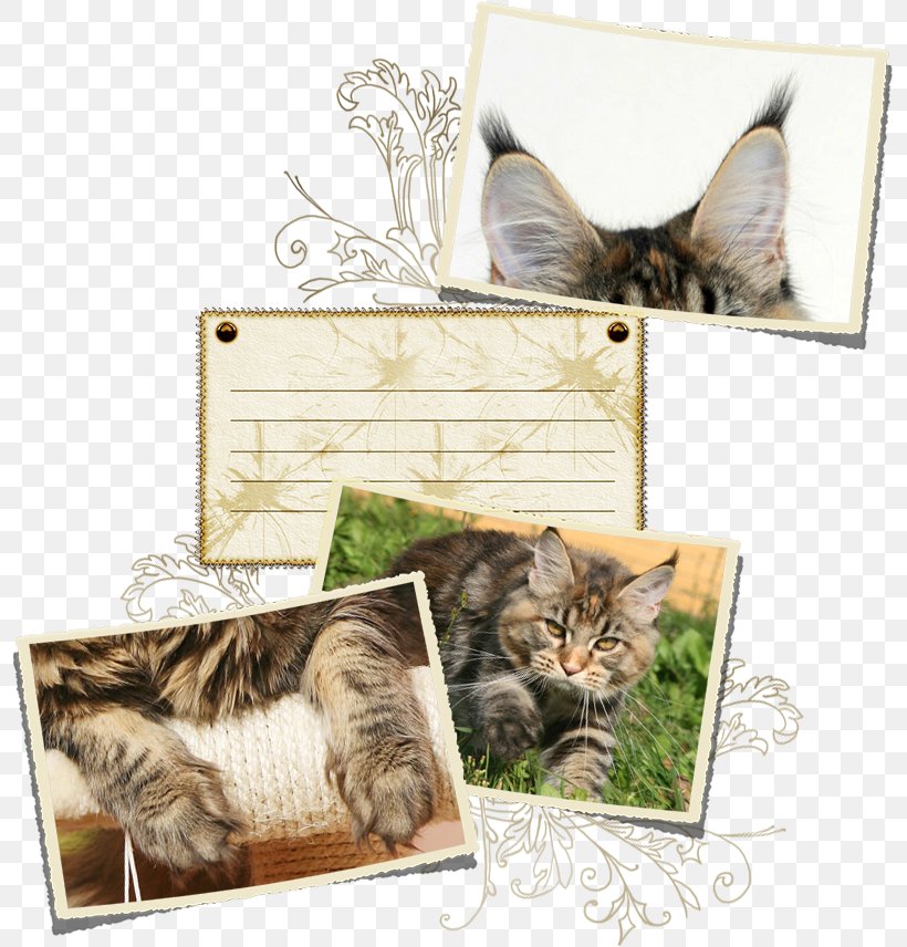 Tabby Cat Kitten Whiskers Picture Frames, PNG, 795x856px, Tabby Cat, Box, Carnivoran, Cat, Cat Like Mammal Download Free