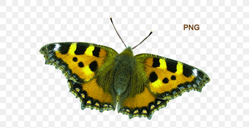 Clouded Yellows Brush-footed Butterflies Moth Pieridae Small Tortoiseshell, PNG, 600x423px, Clouded Yellows, Arthropod, Brush Footed Butterfly, Brushfooted Butterflies, Butterfly Download Free