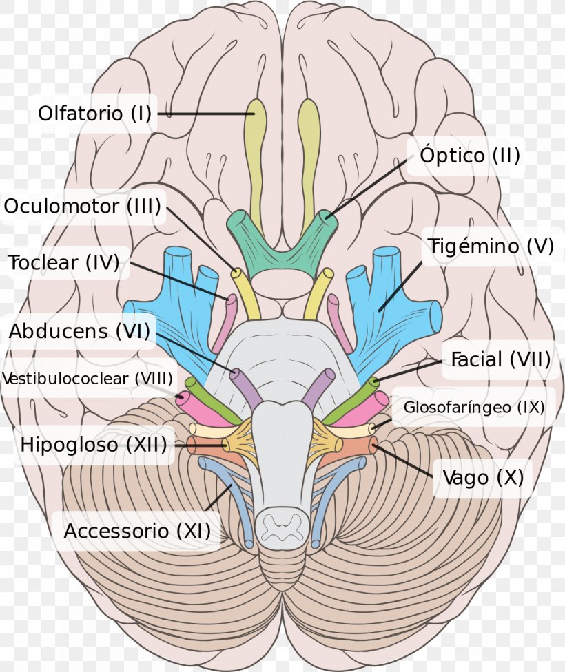 Cranial Nerves Oculomotor Nerve Vestibulocochlear Nerve Brainstem, PNG, 1200x1429px, Watercolor, Cartoon, Flower, Frame, Heart Download Free