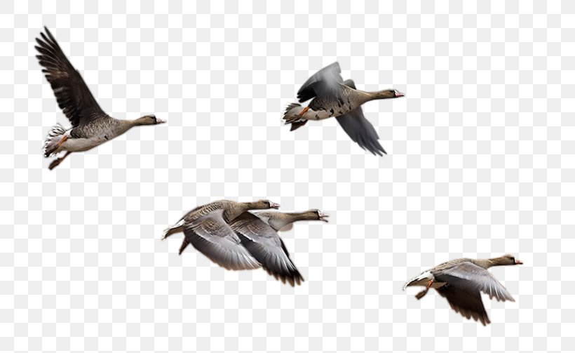 Goose Bird Migration Cygnini Duck, PNG, 800x503px, Goose, Animal Migration, Beak, Bird, Bird Migration Download Free