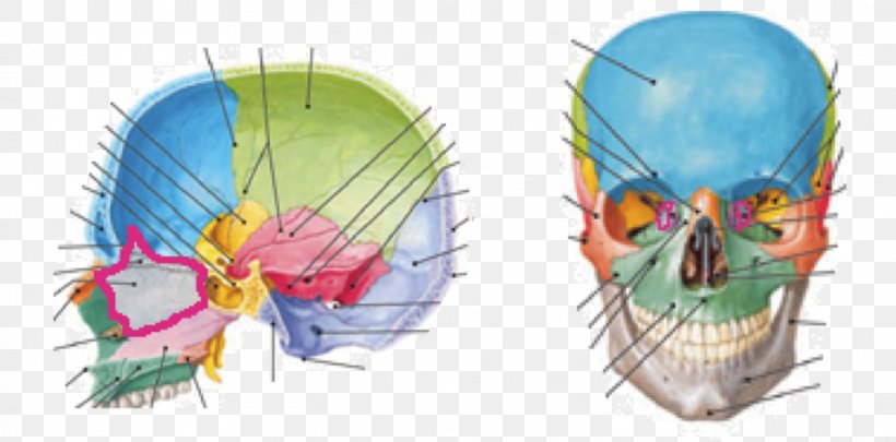 Lacrimal Bone Ethmoid Bone Skull Temporal Bone, PNG, 1039x514px, Lacrimal Bone, Anatomy, Bone, Cranial Nerves, Ethmoid Bone Download Free