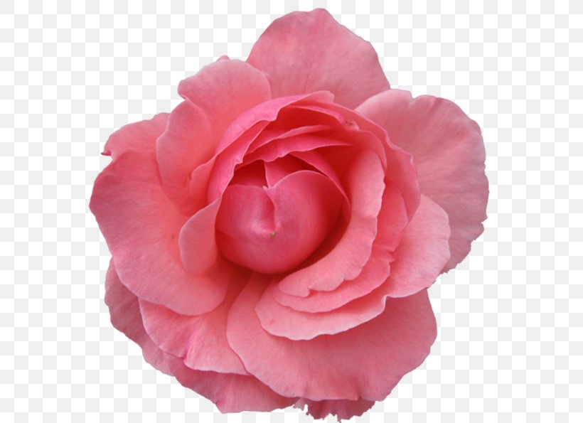Pink Flowers Rose Pink Flowers Clip Art, PNG, 600x595px, Flower, Camellia, Carnation, China Rose, Cut Flowers Download Free