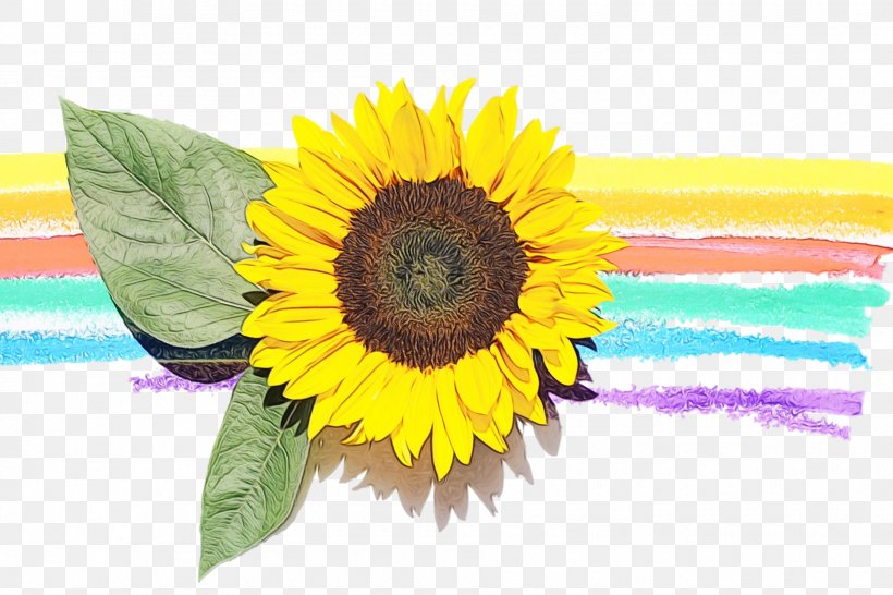 Sunflower, PNG, 1880x1253px, Watercolor, Cuisine, Flower, Flowering Plant, Paint Download Free