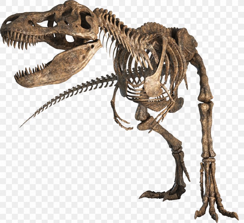 Tyrannosaurus Hell Creek Formation Late Cretaceous Tarbosaurus Nanotyrannus, PNG, 1178x1080px, Tyrannosaurus, Allosaurus, Dinosaur, Edmontosaurus, Extinction Download Free