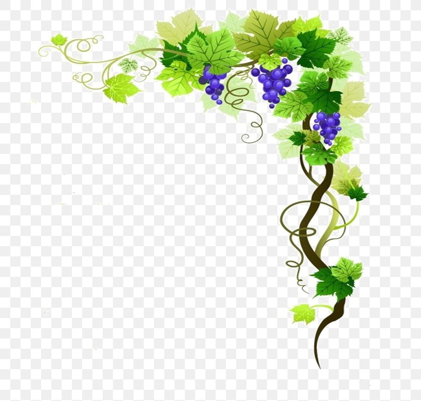 Common Grape Vine Wine Vector Graphics Clip Art, PNG, 715x782px, Common Grape Vine, Branch, Cut Flowers, Flora, Floral Design Download Free