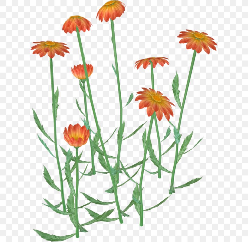 Flower Clip Art, PNG, 620x800px, Flower, Calendula, Chrysanthemum, Cut Flowers, Daisy Download Free
