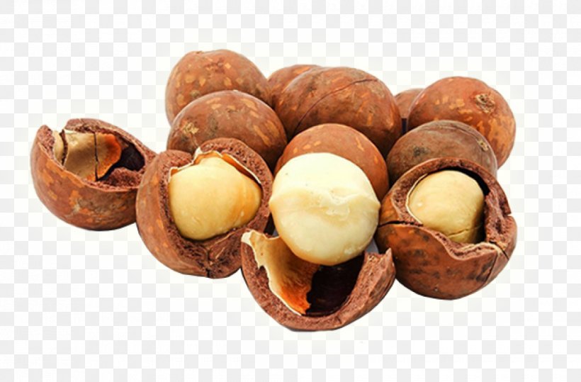 Macadamia Food Plukenetia Volubilis Nut Seed, PNG, 980x645px, Macadamia, Archidendron Pauciflorum, Attalea Speciosa, Egusi, Food Download Free