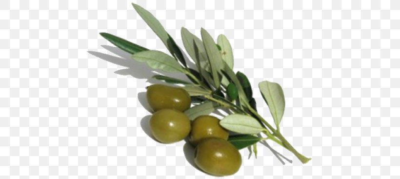 Olive Oil Laboratory Ingredient, PNG, 467x367px, Olive Oil, Bottle, Chemistry, Concime, Food Download Free