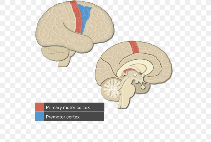 Visual Cortex Cerebral Cortex Primary Motor Cortex Brain, PNG, 548x550px, Watercolor, Cartoon, Flower, Frame, Heart Download Free
