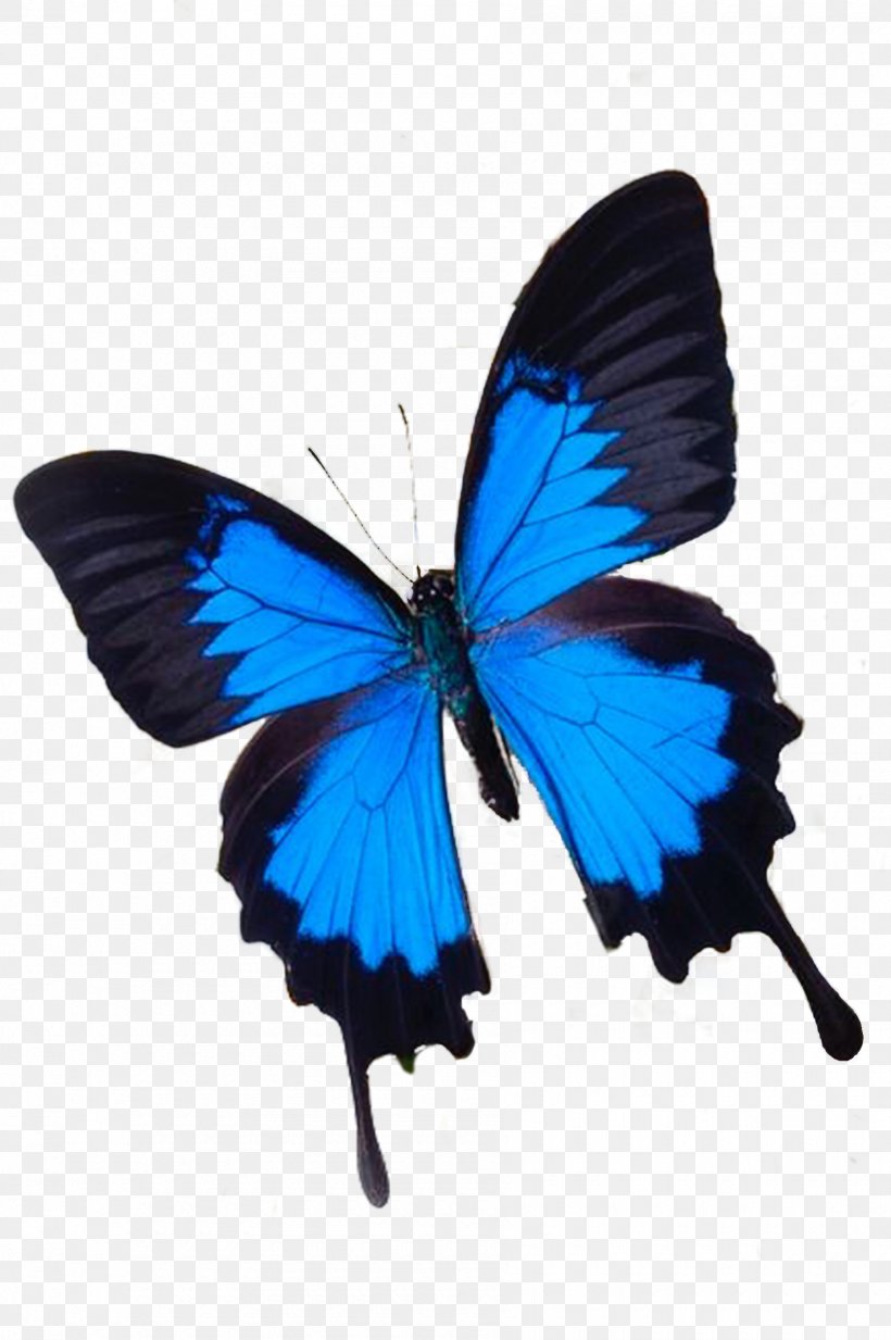 Butterfly Blue White Flower Photography, PNG, 1800x2708px, Butterfly, Arthropod, Blue, Brush Footed Butterfly, Butterflies And Moths Download Free