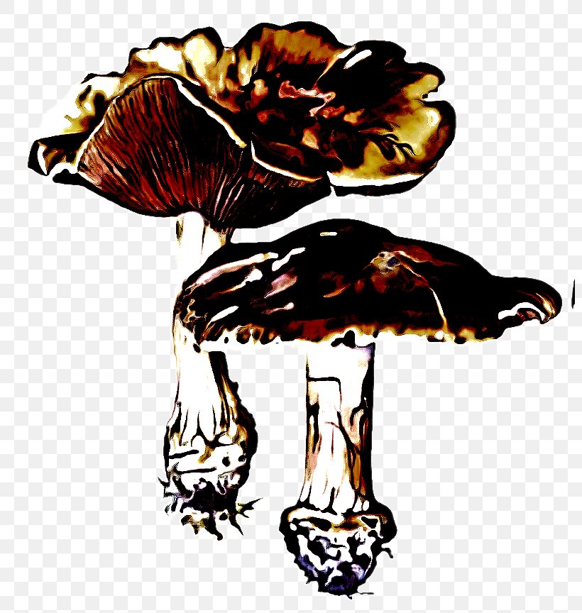 Clip Art Mushroom Fungus Agaricomycetes Plant, PNG, 800x864px, Mushroom, Agaricomycetes, Fungus, Medicinal Mushroom, Plant Download Free