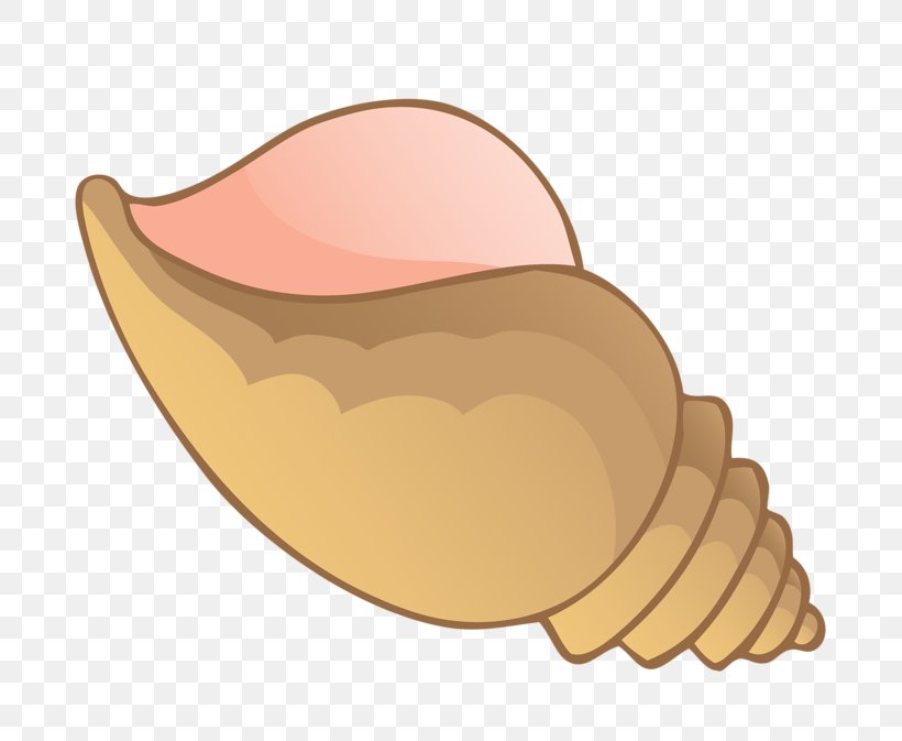 Conch Seashell Clip Art, PNG, 800x673px, Conch, Cartoon, Drawing, Finger, Food Download Free