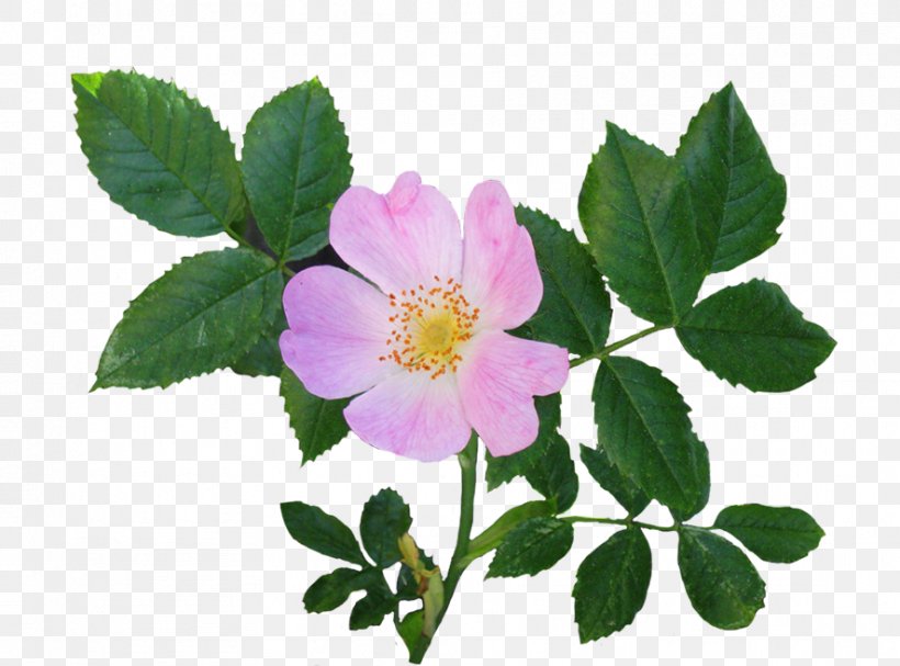 Dog-rose Pink Flowers Garden Roses Clip Art, PNG, 886x656px, Dogrose, Camellia Sasanqua, Carolina Rose, Floribunda, Flower Download Free