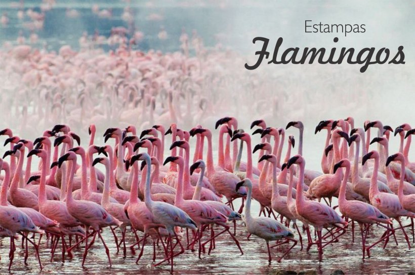 Lake Nakuru Lake Bogoria Flamingo San Diego Zoo, PNG, 2370x1578px, Lake Nakuru, Advertising, Bird, Bird Nest, Flamingo Download Free