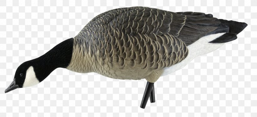 Canada Goose Canada Goose Duck Decoy, PNG, 1578x720px, Goose, Animal Figure, Anseriformes, Bag, Beak Download Free