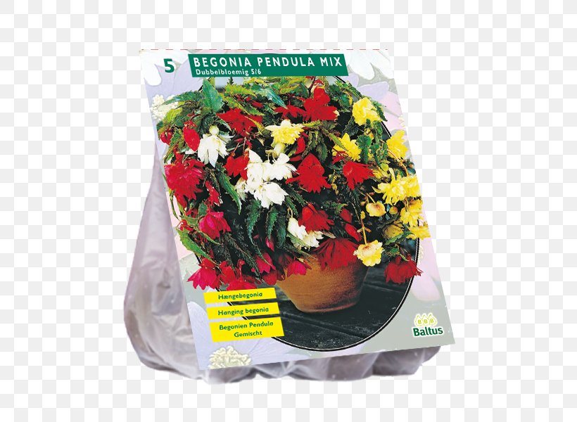 Cut Flowers Dahlia Bulb Bolgewas Plant, PNG, 600x600px, Cut Flowers, Allium, Bolgewas, Bulb, Columbine Download Free