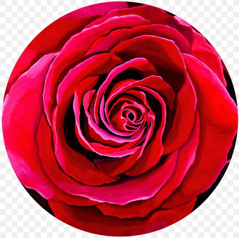 Garden Roses Cabbage Rose Floribunda Flower, PNG, 916x915px, Watercolor, Cartoon, Flower, Frame, Heart Download Free